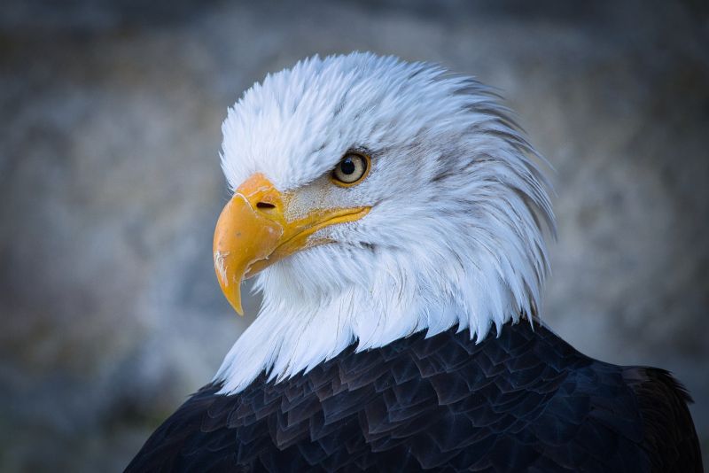 Le Rocher des Aigles